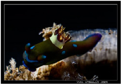 3D nudi     Canon 350D/Sigma 70mm by Yves Antoniazzo 
